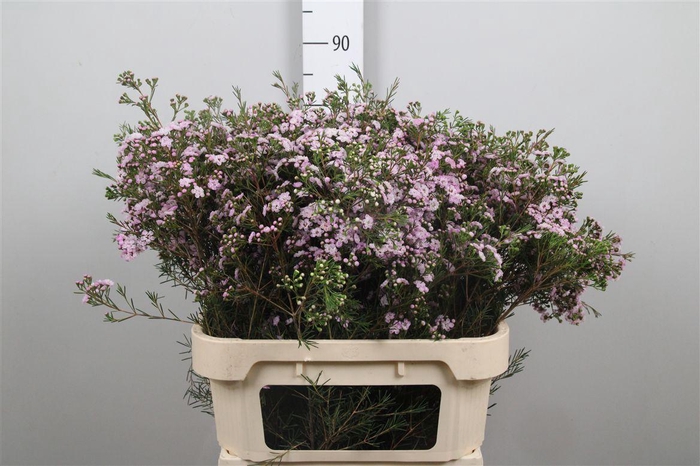 <h4>Chame Un Danc Queen</h4>