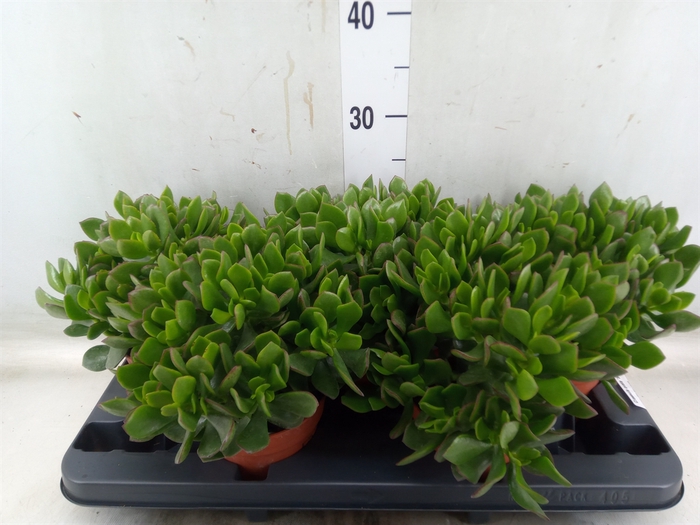 <h4>Crassula ovata 'Sunset'</h4>