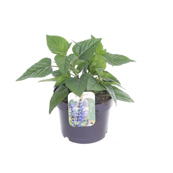 <h4>Salvia hybr. Black & Bloom</h4>