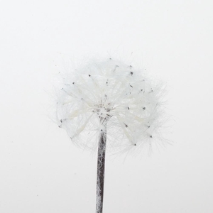 Af Dandelion On Stem 68cm Whit