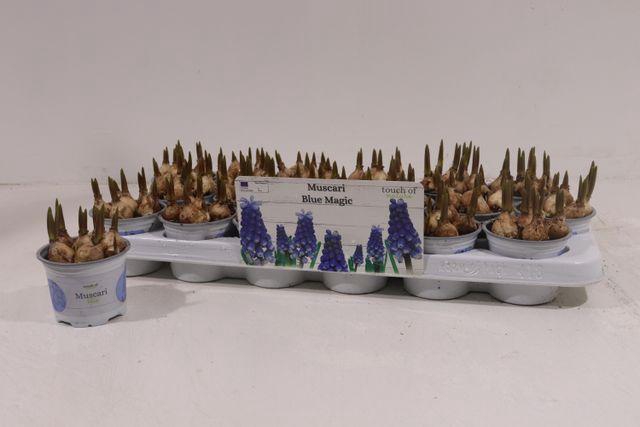 <h4>Muscar Blue Magic</h4>