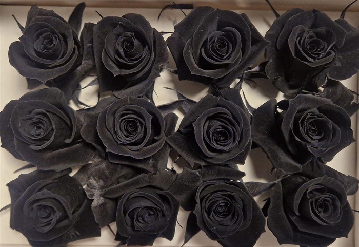 <h4>Ro Pres Mini Black</h4>