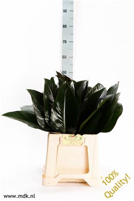 <h4>Philodendron Red Beauty</h4>