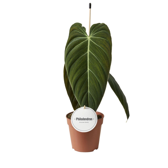 <h4>Philodendron Melanochrysum</h4>