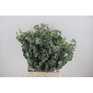 Euca Baby Blue Short 150gr P Bunch