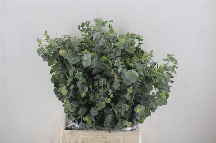 <h4>Euca Baby Blue Short 150gr P Bunch</h4>