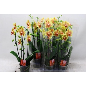 PHAL EL CASCADE