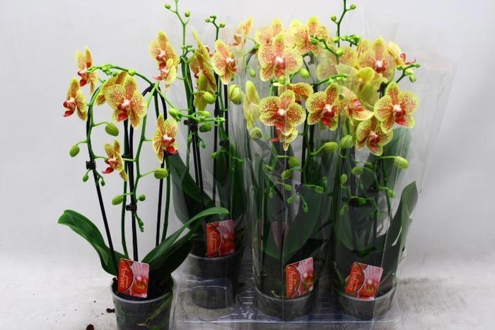 PHAL EL CASCADE
