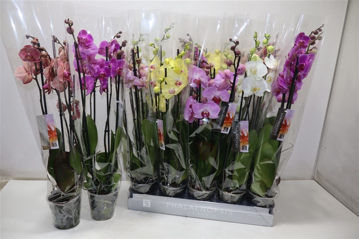 <h4>Phal Gem 7 Kl</h4>