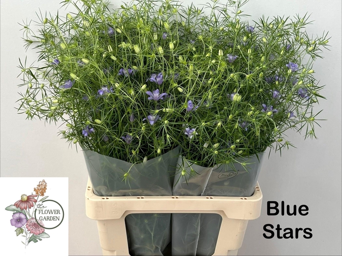 <h4>Nigella bucharica</h4>