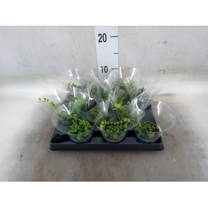 Senecio rowleyanus