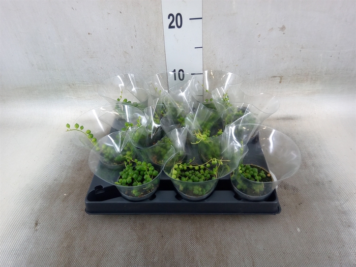 <h4>Senecio rowleyanus</h4>