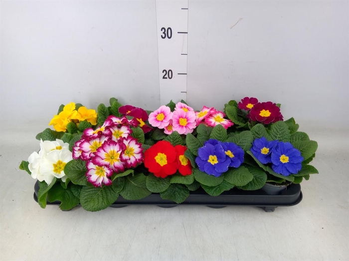 <h4>Primula ac.   ...mix</h4>