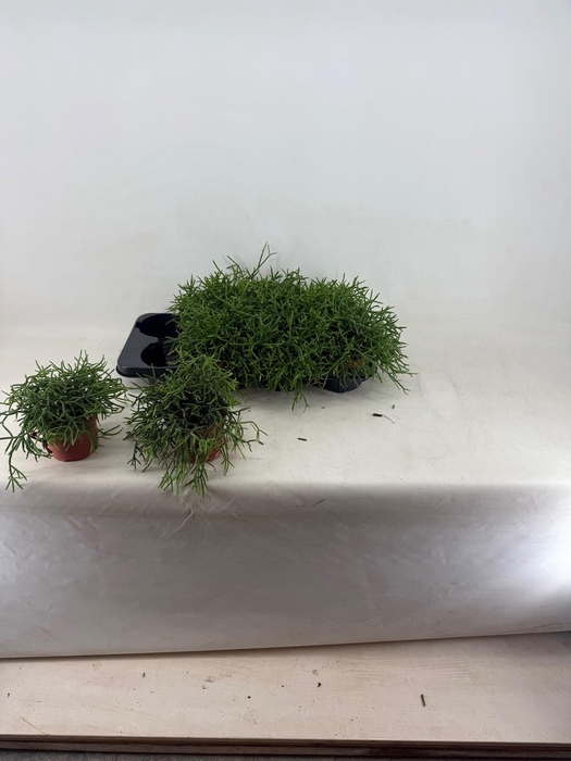 Rhipsalis Burchellii