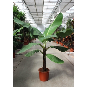 Musa 'Dwarf Cavendish'