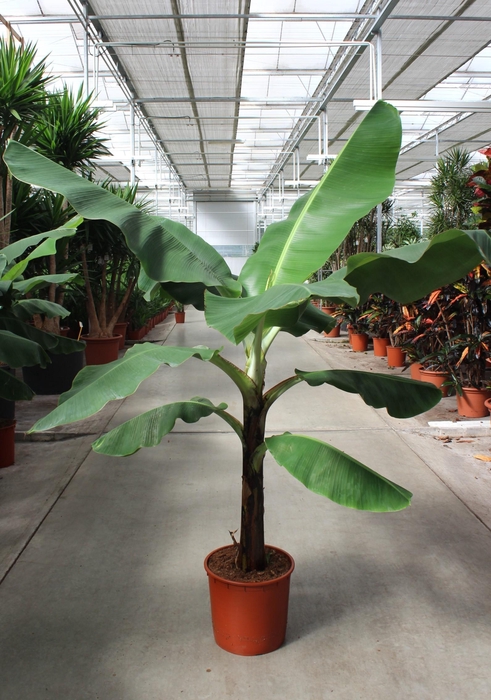 <h4>Musa 'Dwarf Cavendish'</h4>