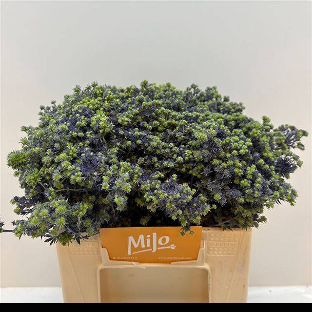 <h4>ERYNG PL MAG PURP ST</h4>
