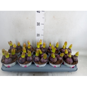 Hyacinthus orie. 'China Pink'