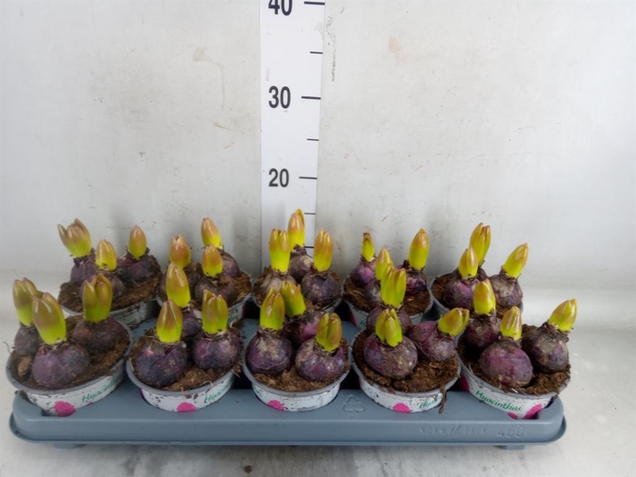 <h4>Hyacinthus orie. 'China Pink'</h4>