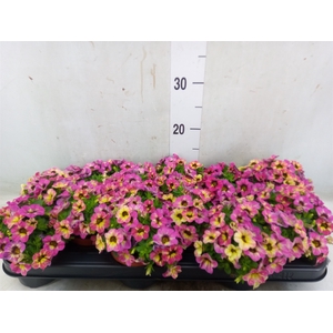 Calibrachoa  'Callie Pink'
