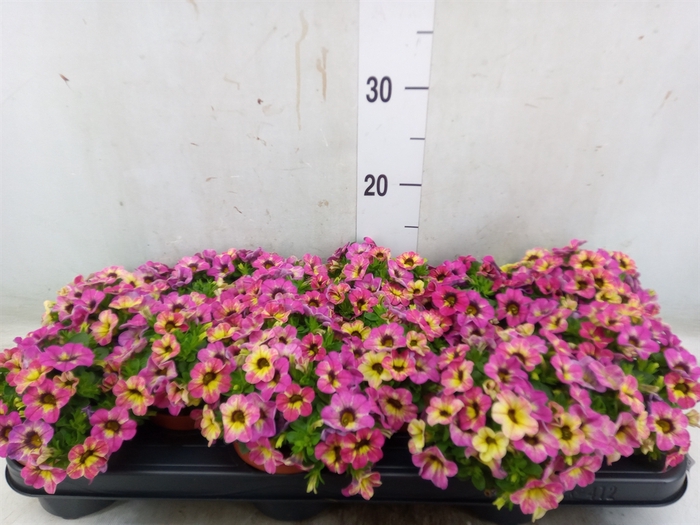 <h4>Calibrachoa  'Callie Pink'</h4>