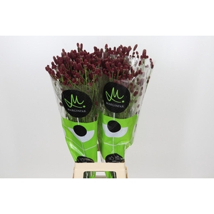 Sanguisorba officinalis Red Dream