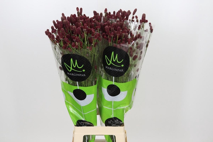 <h4>Sanguisorba officinalis Red Dream</h4>