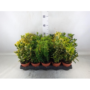 Euonymus japon.   ...mix