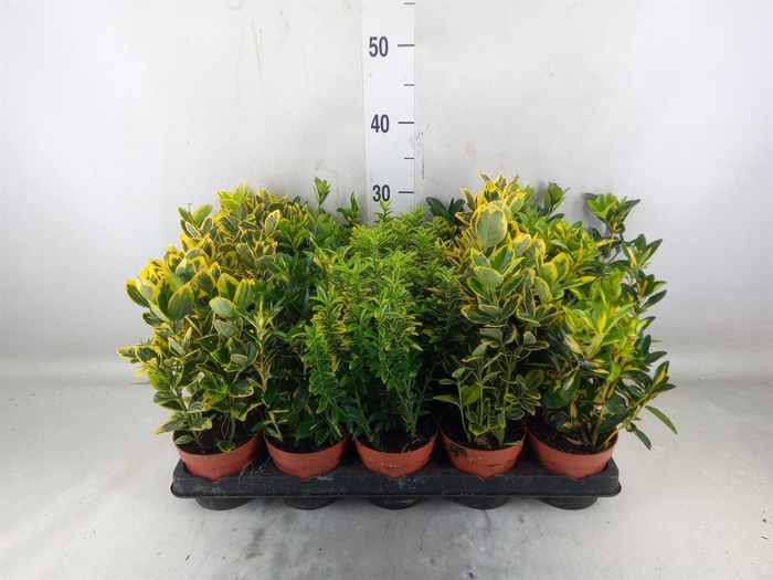 <h4>Euonymus japon.   ...mix</h4>