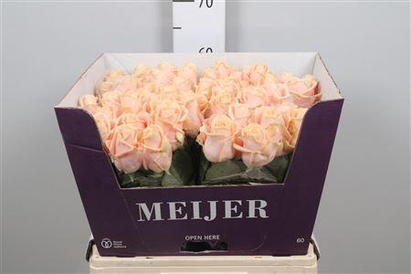 <h4>R Gr Pearl Avalanch+</h4>