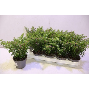 Cuph Hyss Gem In Pot