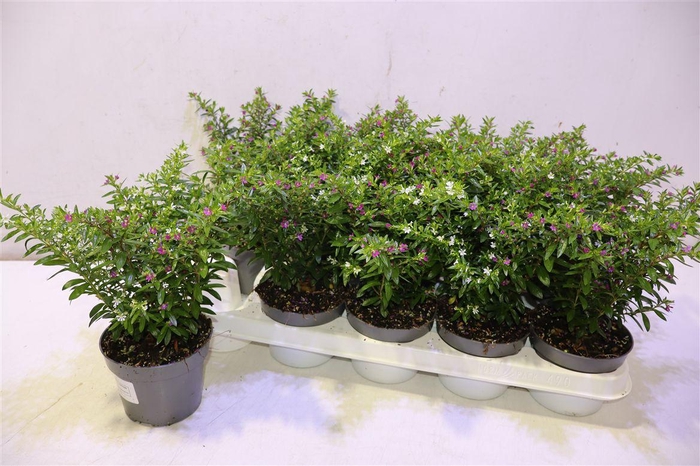Cuph Hyss Gem In Pot