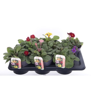 Primula elatior Gold Nugget mix