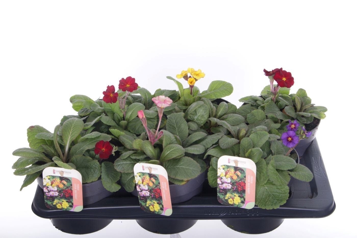 <h4>Primula elatior Gold Nugget mix</h4>