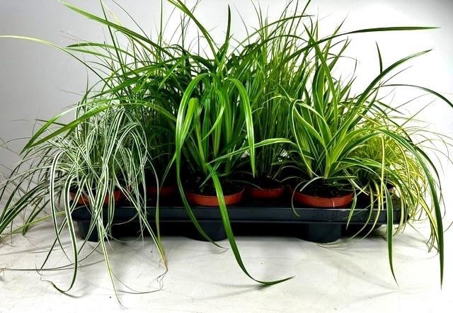 <h4>CAREX GEM</h4>