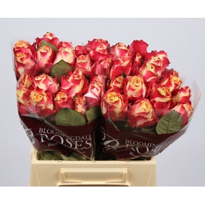 Rosa large chapeau