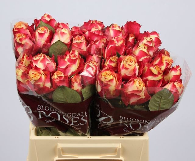 <h4>Rosa large chapeau</h4>