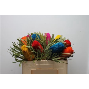 Banksia Hookeriana Mix