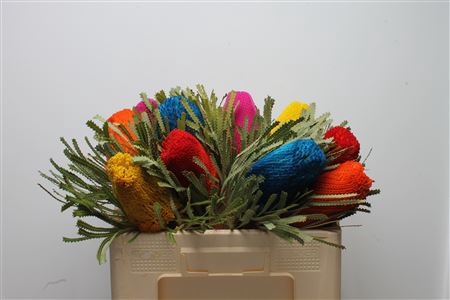 <h4>Banksia Hookeriana Mix</h4>