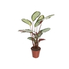 CALATHEA PICTURATA P12