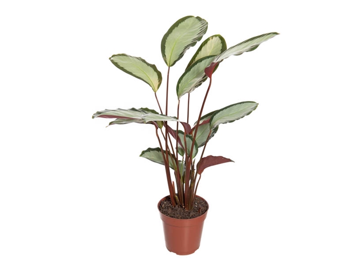 <h4>CALATHEA PICTURATA P12</h4>