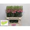 Antirrhinum Po Pink
