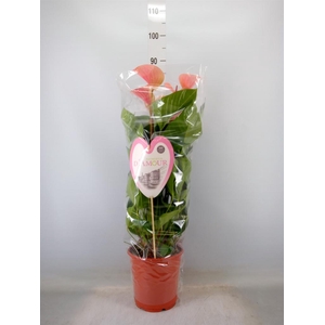 Anthurium  'Summer Love Imp'