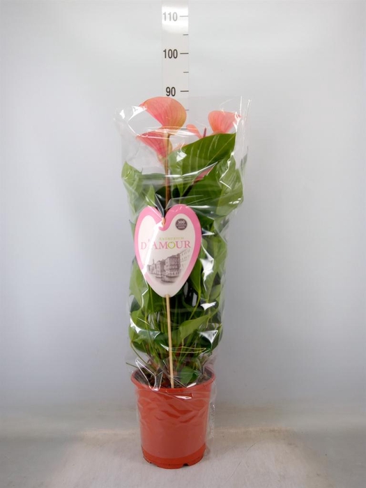 <h4>Anthurium  'Summer Love Imp'</h4>