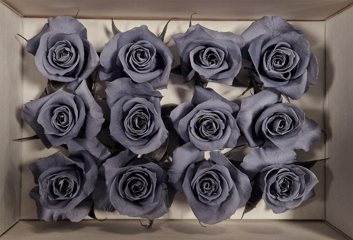 <h4>Ro Pres Mini Graphite</h4>