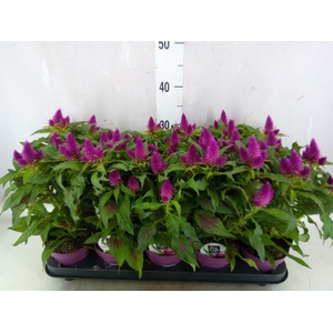 Celosia spic. 'Deep Purple'