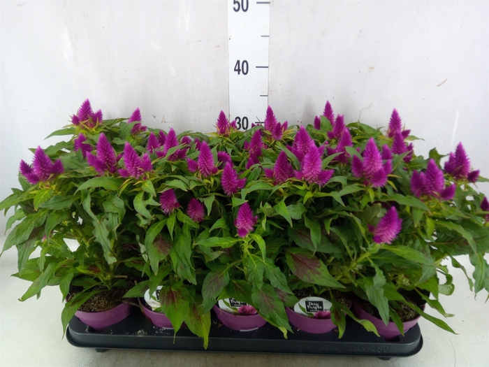 <h4>Celosia spic. 'Deep Purple'</h4>