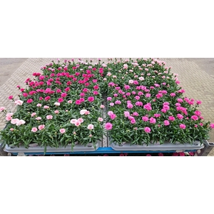 Dianthus Oscar Mix 12cm