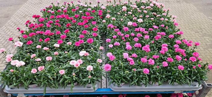 <h4>Dianthus Oscar Mix 12cm</h4>
