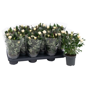 Nolina Roses Ø 10.5 cm White Blanco sleeve